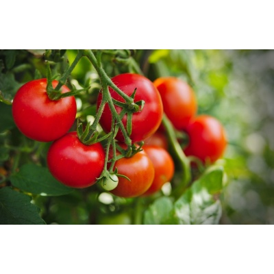 Curso Jitomate Hidroponico Presencial 