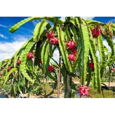 Curso siembra y cultivo de pitahaya