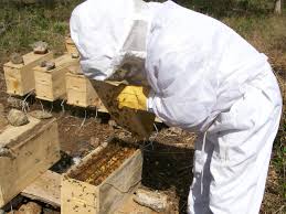 productos apicultura