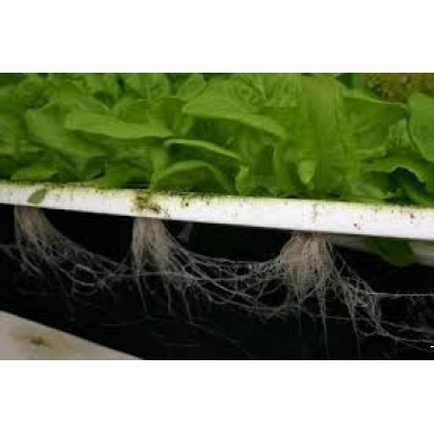 Curso Hidroponía Presencial Emprendimiento 