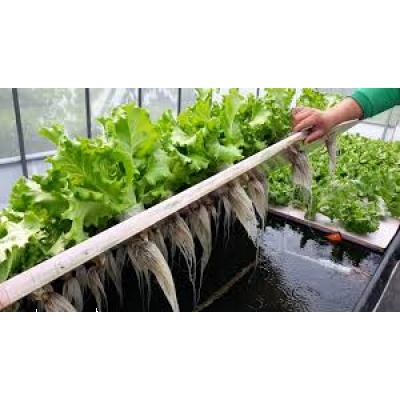 Curso Lechuga Hidroponica Alternativa Sustentable