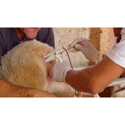 curso inseminación de ovinos presencial Michoacan México 