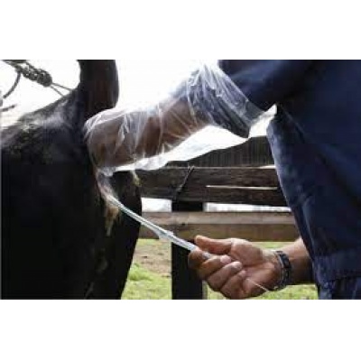 Curso inseminación de bovinos Michoacan México Presencial Practico