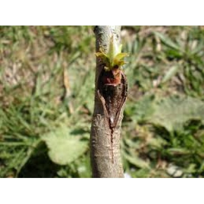 Curso propagación  por injertos en Michoacan Presencial 