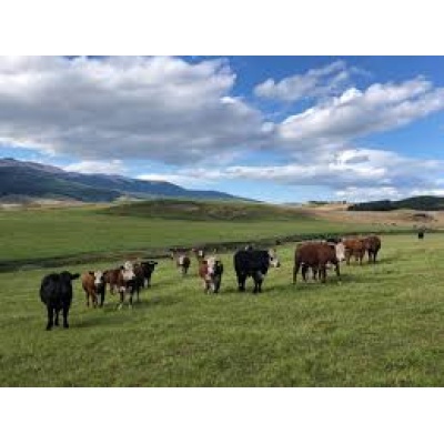 Curso Cria y Engorda de Ganado Sustentable